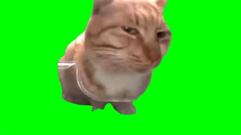 Cat Side Eye meme - Mr. Fresh the Cat (Green Screen) – CreatorSet