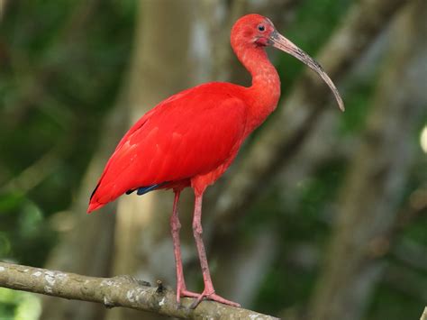 Scarlet Ibis - eBird