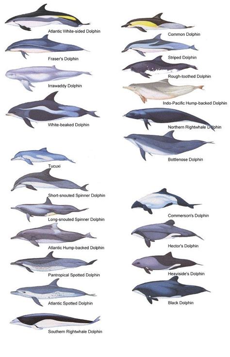 The family Delphinidae is the largest in the Cetacean order, and evolved relatively recently ...