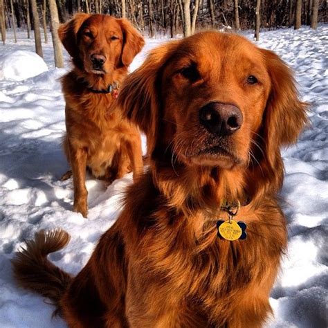 29+ Adorable Dark Red Golden Retriever Puppies Photo - Codepromos