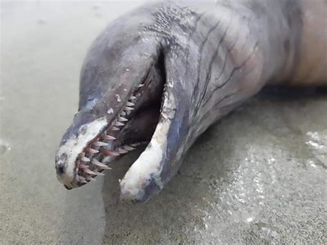 Bizarre dolphin-like sea creature with no eyes and sharp teeth washes up on Mexican beach | 7NEWS