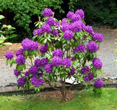 Rhododendron in gardening tips for planting, care, fertilization ...