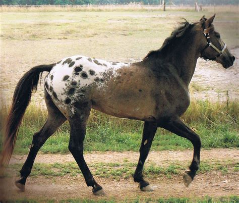 i haven't seen this kind of appaloosa that much. very Native American-esque | Horses, Rare horse ...