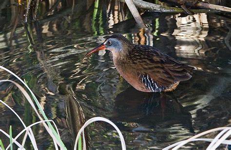 Virginia Rail - Birds Calgary