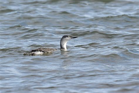 Red-throated Diver Kinnaber 11 9 2023 1a | Alex M Shepherd | Flickr