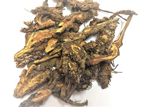 Huang Lian (Golden Thread Root, Rhizoma Coptidis, 黃蓮 / 黄莲) - The Herb Depot | Herbs, Natural ...