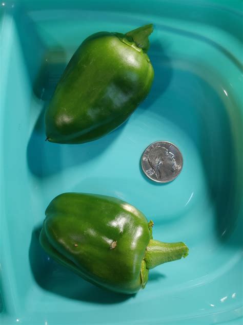 this year's bell pepper harvest😅 : r/gardening