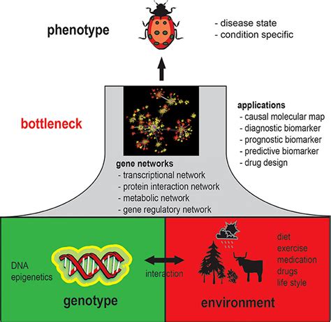 Frontiers | Gene regulatory networks and their applications: understanding biological and ...