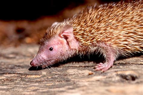 Tenrec | San Diego Zoo Animals & Plants