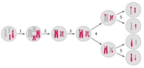 Linked Genes - Definition, Explanation and Quiz | Biology Dictionary