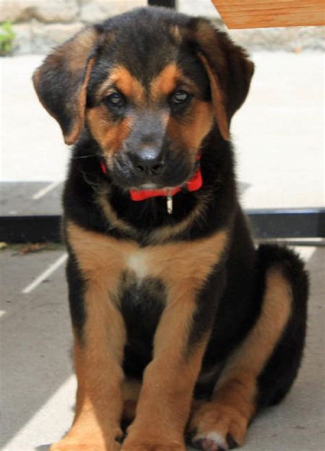 german shepherd bernese mountain dog mix puppies | puppies | Pinterest ...