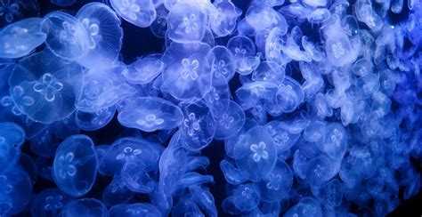 65 Stinging Facts about Jellyfish | FactRetriever.com