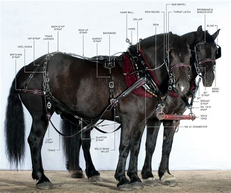 The Draft-Horse Gear and Tools You Need - Modern Farmer | Draft horses ...