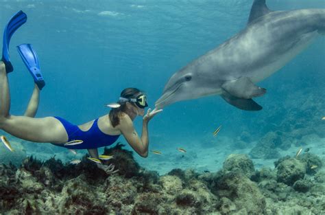 Dolphin Snorkel