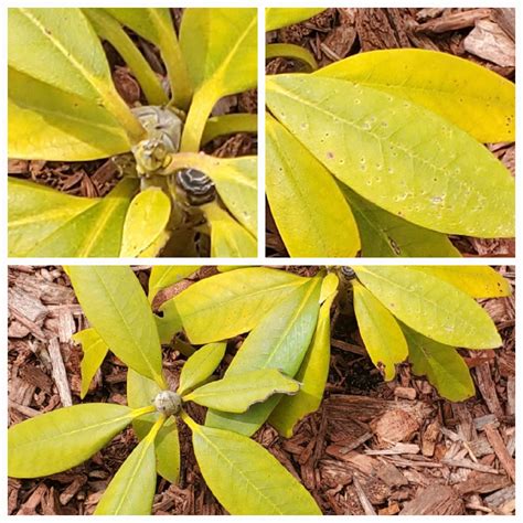 How to Fix Yellow Rhododendrons (and Azaleas and Pieris, Too) - The Renaissance Garden Guy