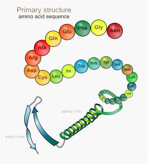 Primary Structure Of Protein