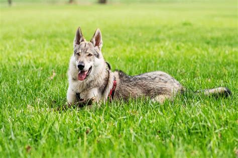 9 Best Wolfdog Breeders In The U.S.