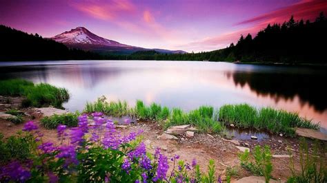 Wallpaper Nature Beauty Purple