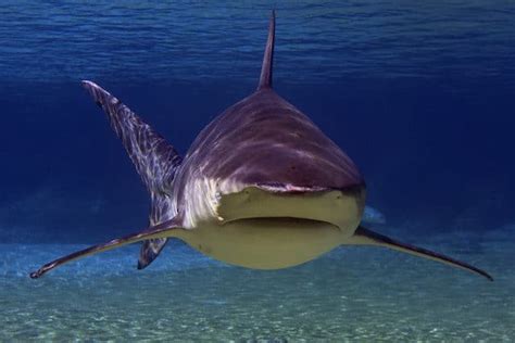 10 Horrifying Shark Attacks - Toptenz.net