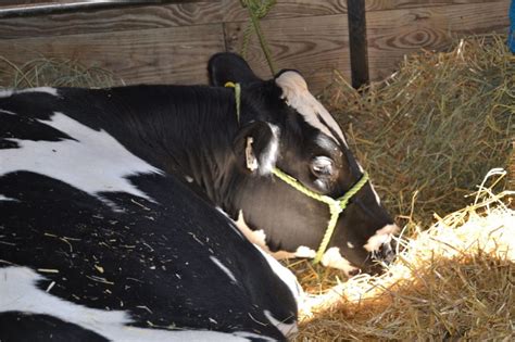 Livestock Exhibitors - McLeod County Fair