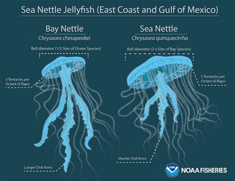 Parts Of A Jellyfish Diagram