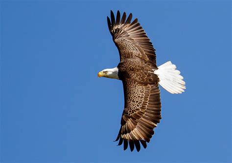 Bald Eagle Wing Span Photograph by Phil Stone