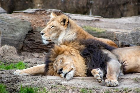 Sleeping Lion Pictures | Download Free Images on Unsplash