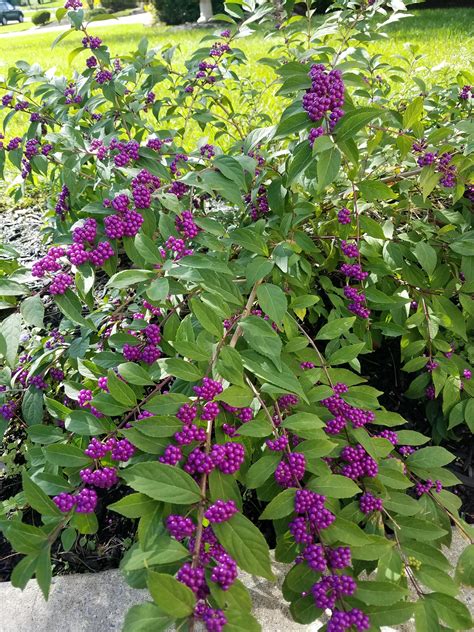 Callicarpa, aka American beautyberry | Voortuin