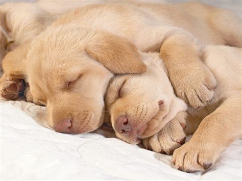 Cute Golden Retriever Puppies Sleeping | dogs | Pinterest | Retriever ...