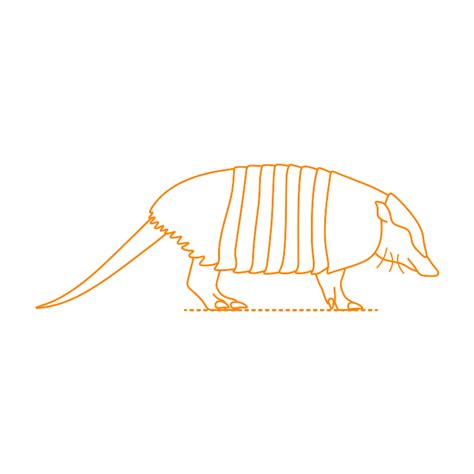 Pichi | Dwarf Armadillo (Zaedyus pichiy) Dimensions & Drawings | Dimensions.com