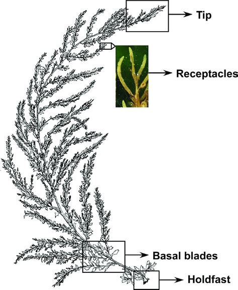 Sargassum Diagram