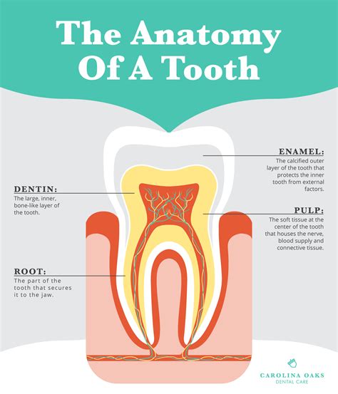 Anatomy of a Tooth - Oconee Dental Associates