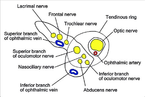 Diagrammatic representation of the right superior orbital fissure with... | Download Scientific ...