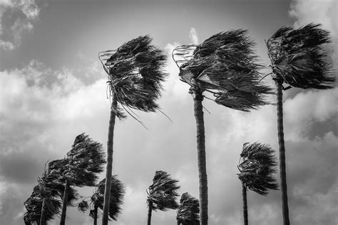 Windy Trees