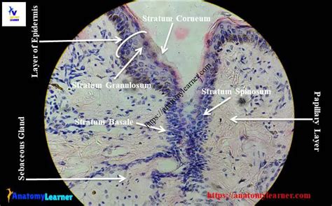 Skin Histology Slides