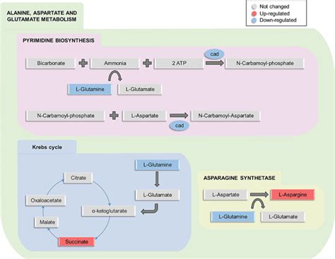 Overview of the Alanine, aspartate and glutamate metabolism pathway... | Download Scientific Diagram