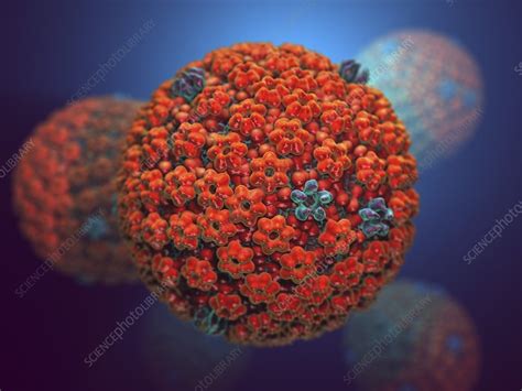 Herpes simplex virus, artwork - Stock Image - C022/5987 - Science Photo Library