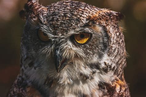 Brown Owl · Free Stock Photo