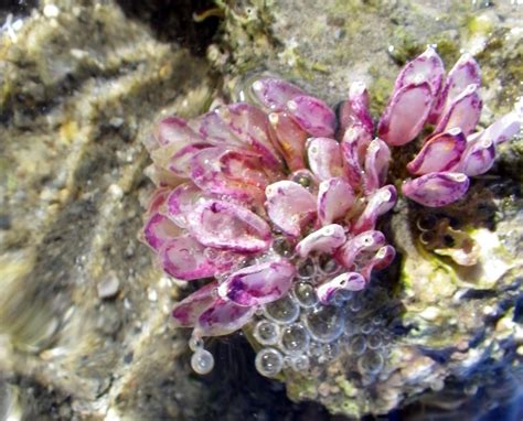 Unknown Algae - Pink - Laguna San Ignacio Ecosystem Science Program