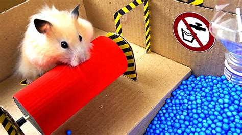 Epic Hamster Maze - YouTube