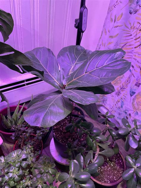 Help please🥲 I watered my fiddle leaf about 3-4 weeks ago and the soil is still really really ...