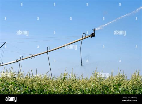 Irrigation System Watering Corn Field Stock Photo - Alamy