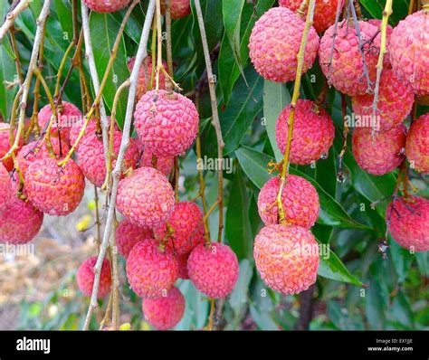 Lychee season hi-res stock photography and images - Alamy