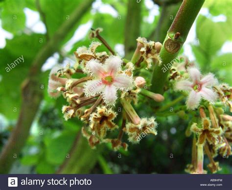 Cinchona Tree Stock Photos & Cinchona Tree Stock Images - Alamy | Stock photography, Tree, Stock ...