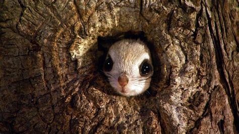 Download Japanese Dwarf Flying Squirrel Face Tree Squirrel Animal Flying Squirrel HD Wallpaper