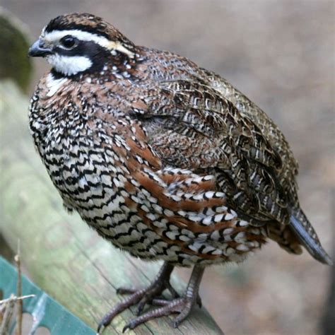 Bobwhite Quail Eggs | bobwhite quails also called northern bobwhite as ...