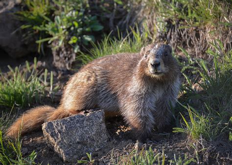 Olympic Marmot Photograph by Ronda Broatch - Pixels