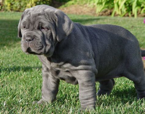 Cute Puppies and Dogs Pictures: Neapolitan Mastiff Dog and Puppies Pictures