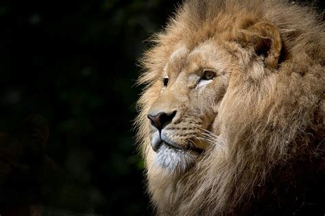 Free male lion background, wildlife | Free Photo - rawpixel