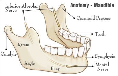 Templates aid mandibular fracture repair - Web Job Posting